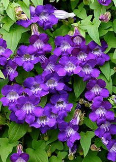 Asarina Scan Mystic Blue-азарина синя (077)